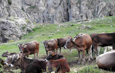 OSMANİYE’DE  ÇADIR AHIR”  BAŞVURULARI SÜRÜYOR