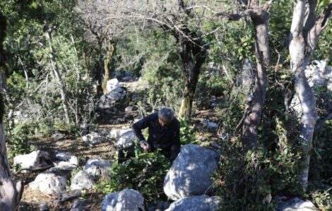 DEFNE  YURT DIŞINA İHRAÇ EDİLİYOR