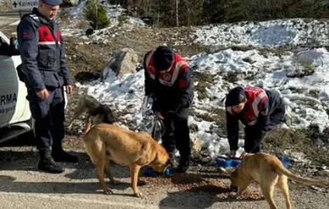 JANDARMA, KAR YAĞIŞININ ETKİLİ OLDUĞU YERLERDE BESLEME YAPTI