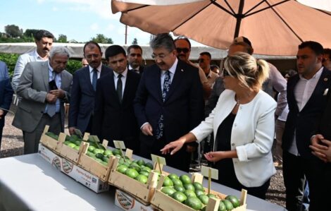 Vali Yılmaz avokado bahçesini gezdi